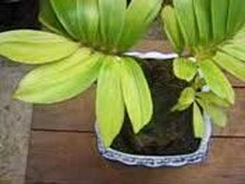 how to transplant zamia