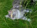 MAine coon foret