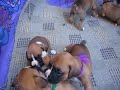 Boxer puppies Boxer puppies