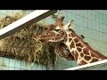 Giraffe Diets - Twycross Zoo