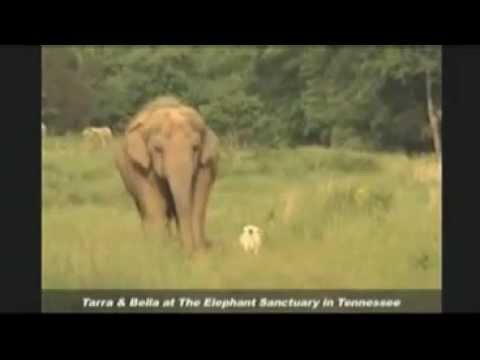 Elephant Mourns Loss of Canine Companion: Tarra And Bella, Elephant Sanctuary in Tennessee