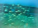 The Florida Keys - Diving the Reef The Florida Keys - Diving the Reef