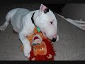 ENGLISH BULL TERRIER BOYD