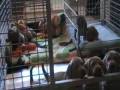 videos de weimaraner puppies cherry x king 20081204 Day 38