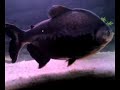 my pacu with green terror and tinfoil barbs