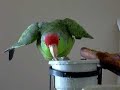 Parrot bathing in his water bowl