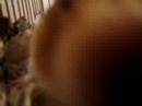 Hamster
