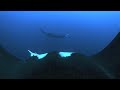 Compliation Video of diving with...