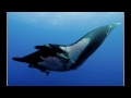 Diving with Mantas at the Socorro Islands on Solmar V - May 2009