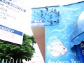 O MELHOR AVERVO DE PEIXES ORNAMENTAIS DA REGIAO...AQUARIOS SOB MISURA, MANUTENCAO E LIMPEZA DE AQUARIOS 