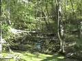More Tupelo Swamp