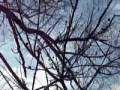 videos de Goose hunting! same day just differt birds! LOL