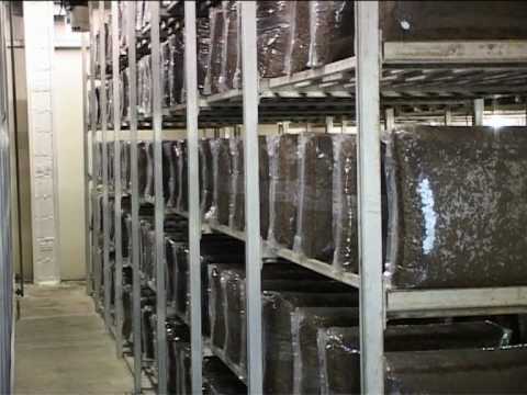 how to grow king oyster mushrooms