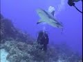 Shark Diving and Feeding in Roatan