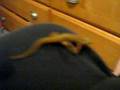 Notophthalmus viridescens, Eastern Red-Spotted Newt
