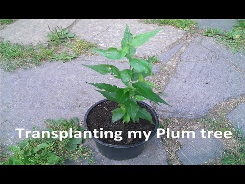 how to transplant apricot tree