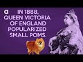 Pomeranian Facts POMERANIANS