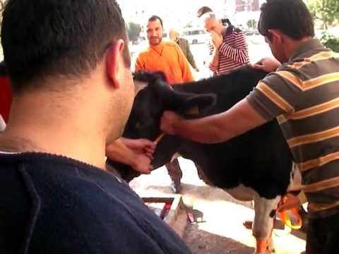 kurban kesimi