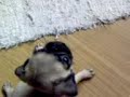 spudgy SK1