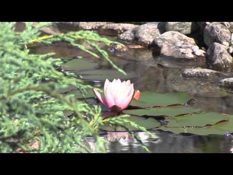 Teich bepflanzen - Wasserpflanzen, Teichebenen, Gestaltungsmöglichkeiten