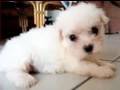 Ultra Kawaii - Maltese Madness!