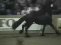 KFPS Friesian Stallion Ulbert 390