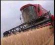 Laverda Combine Harvester Original Video... TURKEY (Part2)