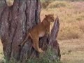 Tree climbing lion cubs Seronera Serengeti Tree climbing lion cubs Seronera Serengeti