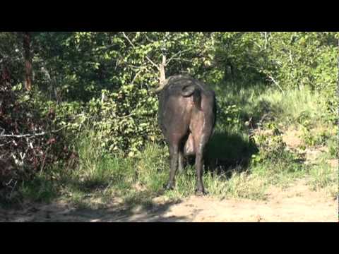 Cape Buffalo getting up from its bath