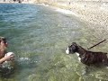boxerka Nelly boxerka Nelly