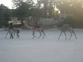 white-sand beach along kenya coast... impressively beautiful. they even move the camels there to attract tourists