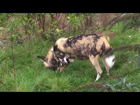 africa dog