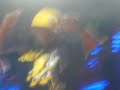 Nelly , Murphy Lee and St Lunatics LIVE - My Shoes