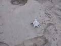 videos de Baby Sea Turtle!!