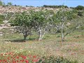 chios-greece-destruction-of-hellenistic-period-cemetery.html