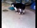 Como perros y gatos