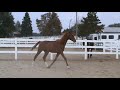 Aimee FLF - Trakehner/Arab yearling filly for sale
