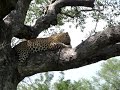 Battle at Kruger Leopard vs. Monkey Battle at Kruger Leopard vs. Monkey