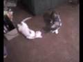 pelea de gatas!