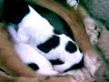 perritos (funny Puppys)