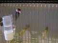 Paddas type sauvage au r�gional ile de france