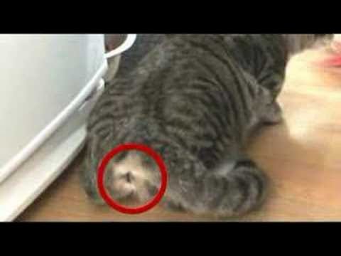 Cat Spryaing