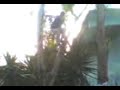 EL ARDILLA.3gp