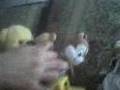 play video
