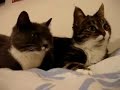 2 talking cats: Translation (parkay)