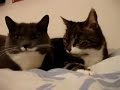 2 talking cats: Translation (parkay)