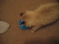 Junie playing w/a blue wheel