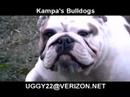 kampas bulldogs my champion princess