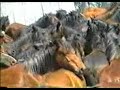 Rapa das Bestas Curro en Galicia Valga Baiona 1993