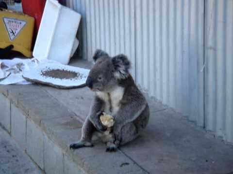 KOALA